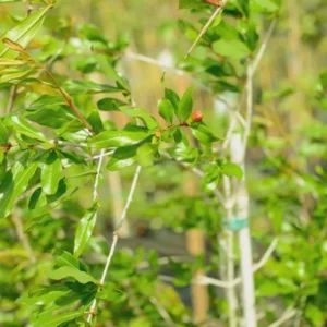 3 Afganski Russian Pomegranate Tree Starter Plants - Cold Hardy, Punica granatum - Image 3