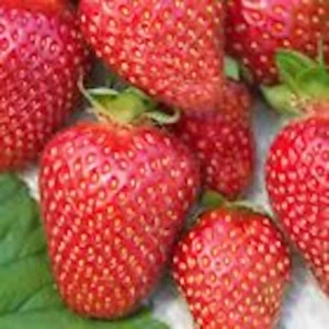 3 Allstar Junebearing Strawberry Plant - Live Fruit Plant for Gardens - Image 4