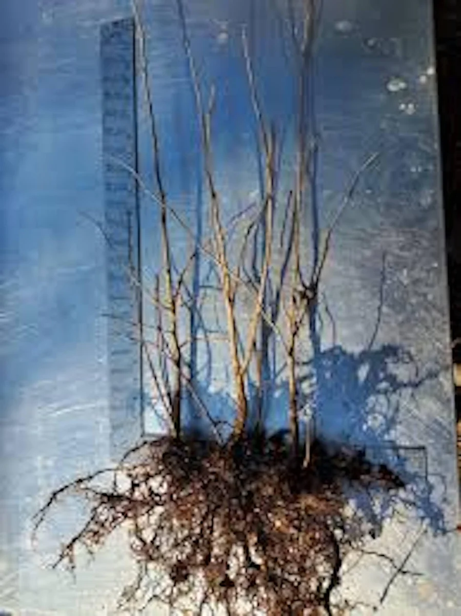 3 American Hazelnut Tree Bare Root Plants 12-24in Tall Native Corylus americana Outdoor - Image 2