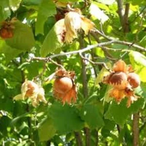 3 American Hazelnut Tree Bare Root Plants 12-24in Tall Native Corylus americana Outdoor - Image 4