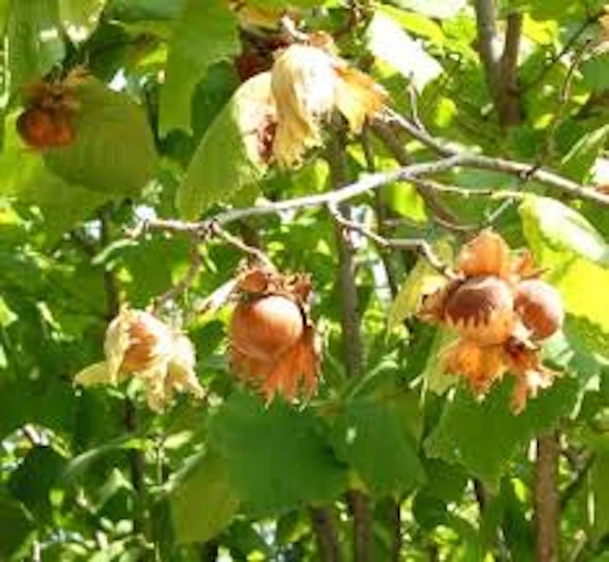 3 American Hazelnut Tree Bare Root Plants 12-24in Tall Native Corylus americana Outdoor - Image 6