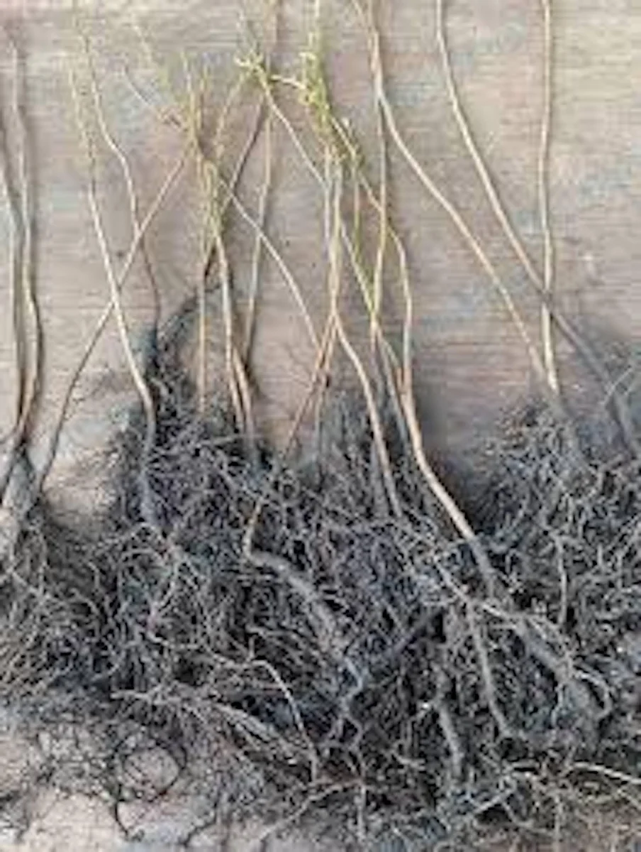3 American Persimmon Tree Bare Root Plants, 12-24in Tall - Diospyros virginiana - Image 2