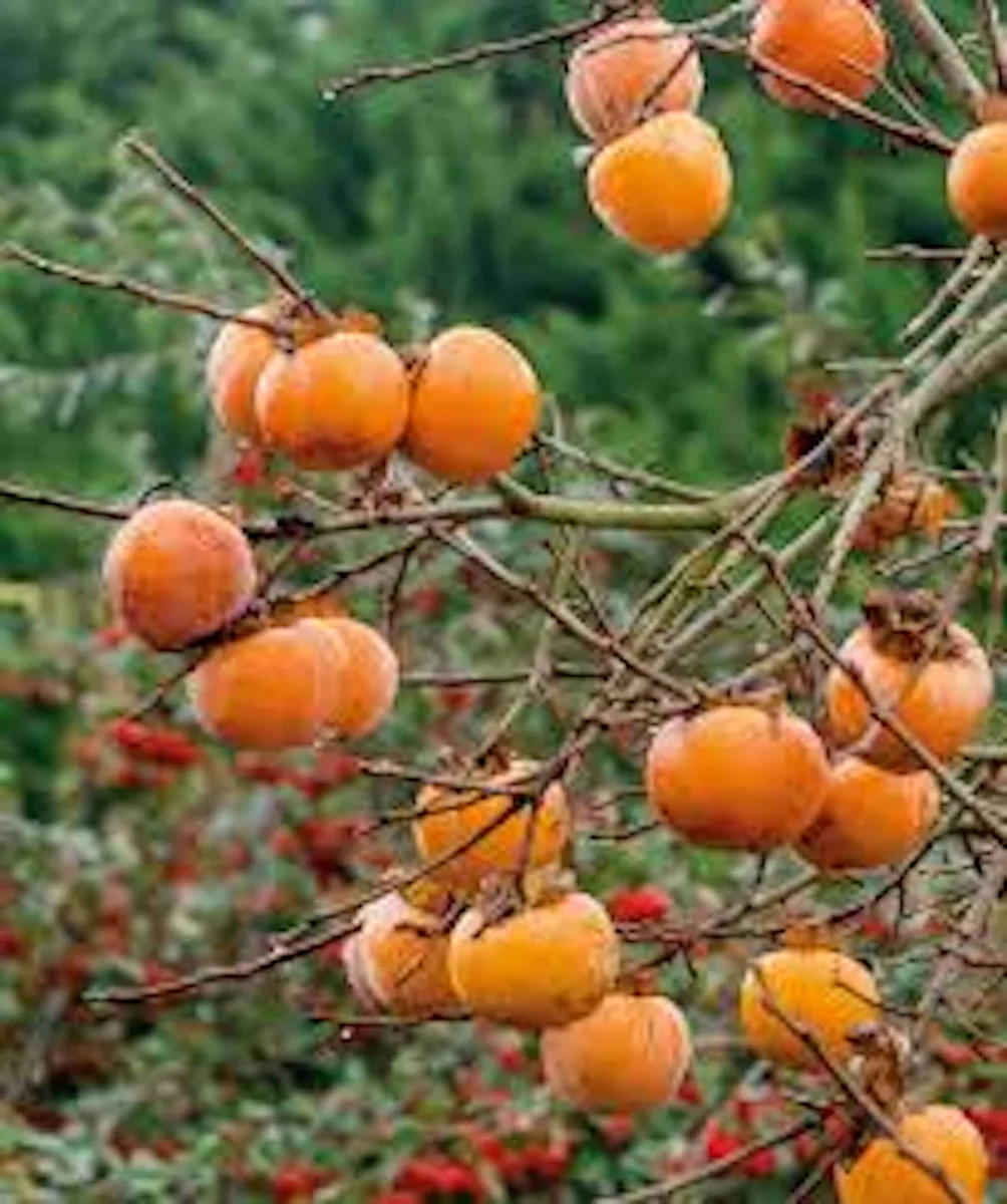 3 American Persimmon Tree Bare Root Plants, 12-24in Tall - Diospyros virginiana - Image 3