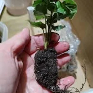 3 Arapaho Thornless Blackberry Starter Plug - Live Plant - Rubus fruticosus - Image 3