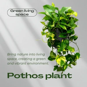 3 Assorted Pothos Live Plants – Houseplant for Indoor & Outdoor – 4 Inch Pot - Image 3