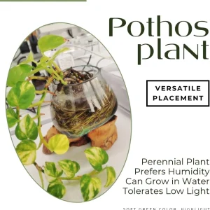 3 Assorted Pothos Live Plants – Houseplant for Indoor & Outdoor – 4 Inch Pot - Image 4