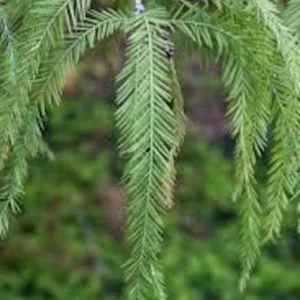 3 Bald Cypress Tree 12-24in Tall Taxodium distichum Live Bare Root Plant - Image 3