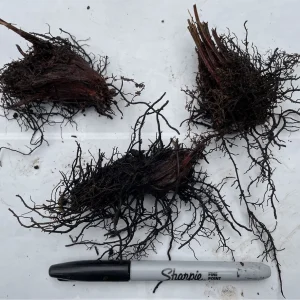 3 Bare Root Cinnamon Fern Osmunda Cinnamomea Live Plant Outdoor 2-3 ft Tall - Image 2