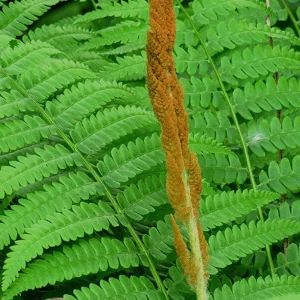 3 Bare Root Cinnamon Fern Osmunda Cinnamomea Live Plant Outdoor 2-3 ft Tall - Image 3