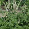 3 Black Cohosh Plants Actaea Racemosa – Organic Bare Root Wildflower Native - Image 1