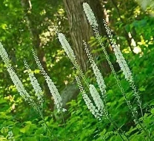 3 Black Cohosh Plants Actaea Racemosa – Organic Bare Root Wildflower Native - Image 2