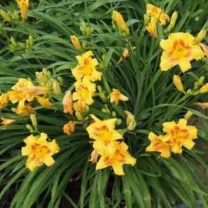 3 Black Eyed Stella de Oro Daylily Live Plant – Perennial Bare Root Starter Plants - Image 2