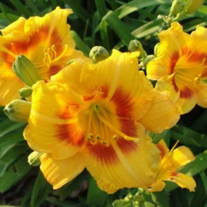 3 Black Eyed Stella de Oro Daylily Live Plant – Perennial Bare Root Starter Plants - Image 8