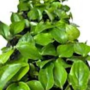 3 Black Pepper Plant Piper Nigrum Live Starter Plants - Perennial Edible - Image 2