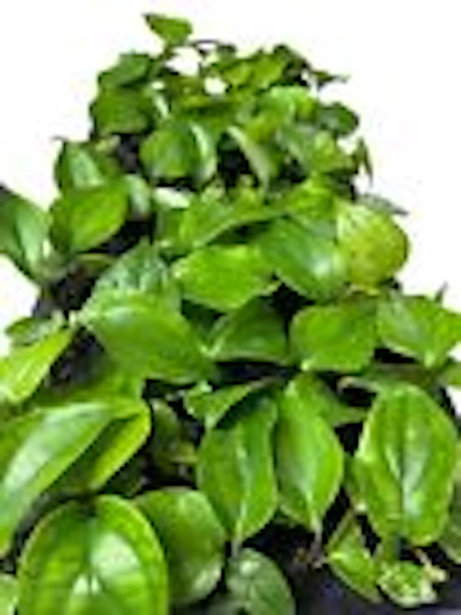 3 Black Pepper Plant Piper Nigrum Live Starter Plants - Perennial Edible - Image 2