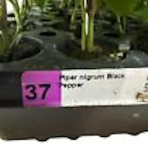 3 Black Pepper Plant Piper Nigrum Live Starter Plants - Perennial Edible - Image 3