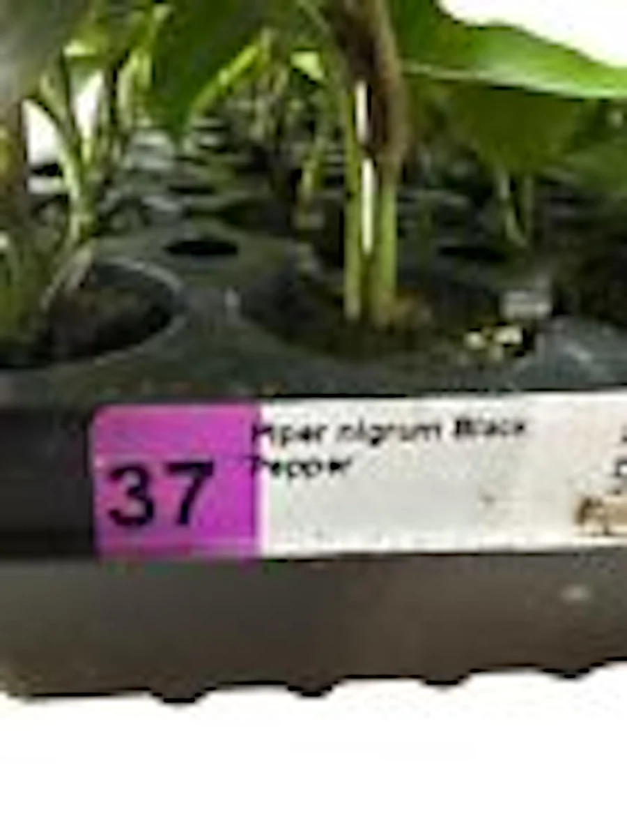 3 Black Pepper Plant Piper Nigrum Live Starter Plants - Perennial Edible - Image 3