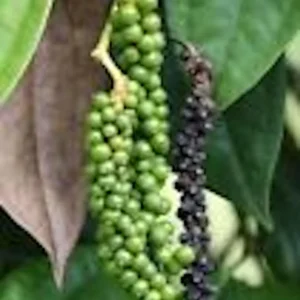 3 Black Pepper Plant Piper Nigrum Live Starter Plants - Perennial Edible - Image 1