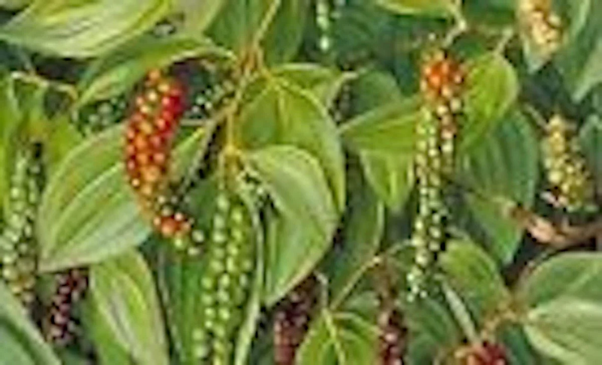 3 Black Pepper Plant Piper Nigrum Live Starter Plants - Perennial Edible - Image 4