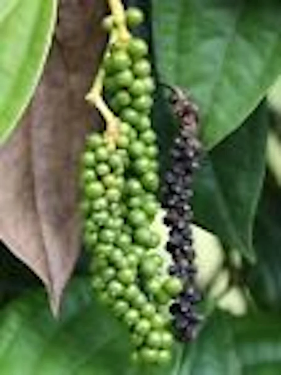 3 Black Pepper Plant Piper Nigrum Live Starter Plants - Perennial Edible - Image 1