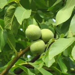 3 Black Walnut Tree Seeds - Juglans Nigra Organic for Nut Garden Planting - Image 3