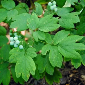 3 Blue Cohosh Bare Root Plants - Organic Perennial for Shade Garden - Image 1