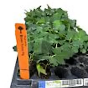 3 Brown Turkey Fig Tree Live Plants – Ficus Carica – Fruiting Perennial - Image 3