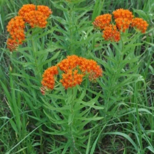 3 Butterfly Weed Plant Bare Roots - Asclepias Tuberosa Wildflower - Image 10