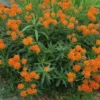 3 Butterfly Weed Plant Bare Roots - Asclepias Tuberosa Wildflower - Image 1