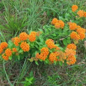 3 Butterfly Weed Plant Bare Roots - Asclepias Tuberosa Wildflower - Image 9
