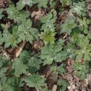 3 Canadian Waterleaf Bare Root Perennial for Shade Gardens, 1-2 ft Tall - Image 2