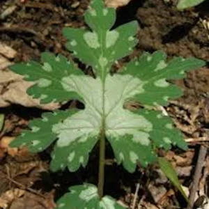 3 Canadian Waterleaf Bare Root Perennial for Shade Gardens, 1-2 ft Tall - Image 1