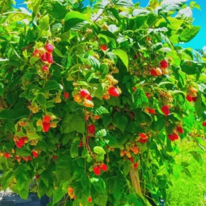 3 Canby Thornless Red Raspberry Starter Plug - Fruit Bearing Bare Root Plant - Image 2