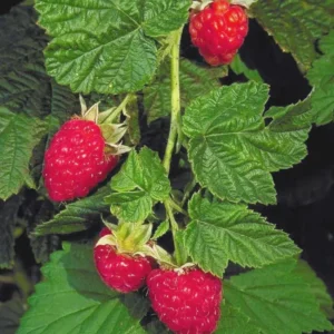 3 Canby Thornless Red Raspberry Starter Plug - Fruit Bearing Bare Root Plant - Image 8