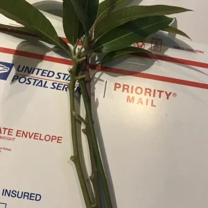 3 Carrie Mango Cuttings Scions for Grafting - Create Fruit Trees - Outdoor - Image 3