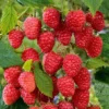 3 Cascade Delight Red Raspberry Starter Plug - Rubus idaeus - Live Bare Root Plant - Zones 4-9 - Image 1