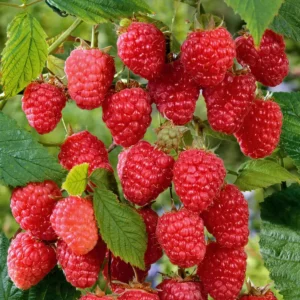 3 Cascade Delight Red Raspberry Starter Plug - Rubus idaeus - Live Bare Root Plant - Zones 4-9 - Image 1