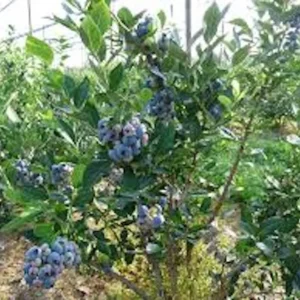 3 Chandler Blueberry Starter Plug Live Plants - Northern Highbush, Large Berries - Image 4