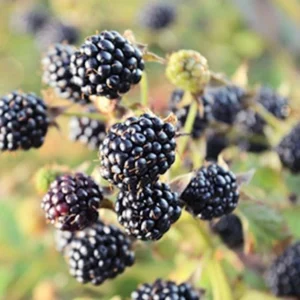 3 Chickasaw Blackberry Starter Plug - Rubus fruticosus - Live Plant Outdoor - Image 1