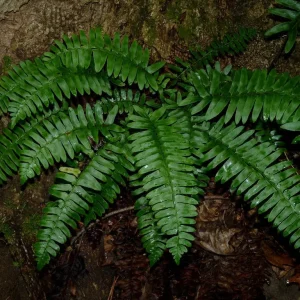 3 Christmas Fern Bare Root Plants (Polystichum Acrostichoides) - Outdoor Evergreen Shade Plant - Image 2
