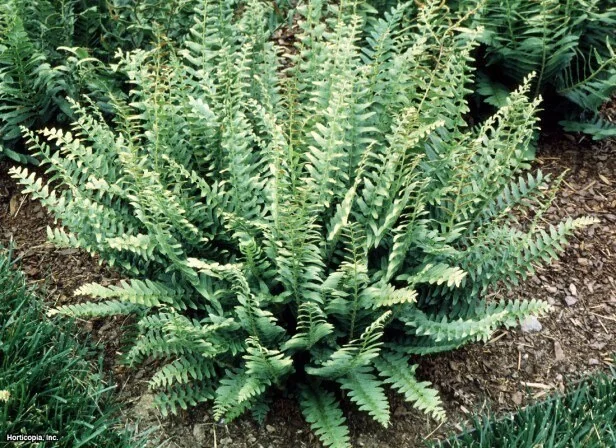 3 Christmas Fern Bare Root Plants (Polystichum Acrostichoides) - Outdoor Evergreen Shade Plant - Image 4