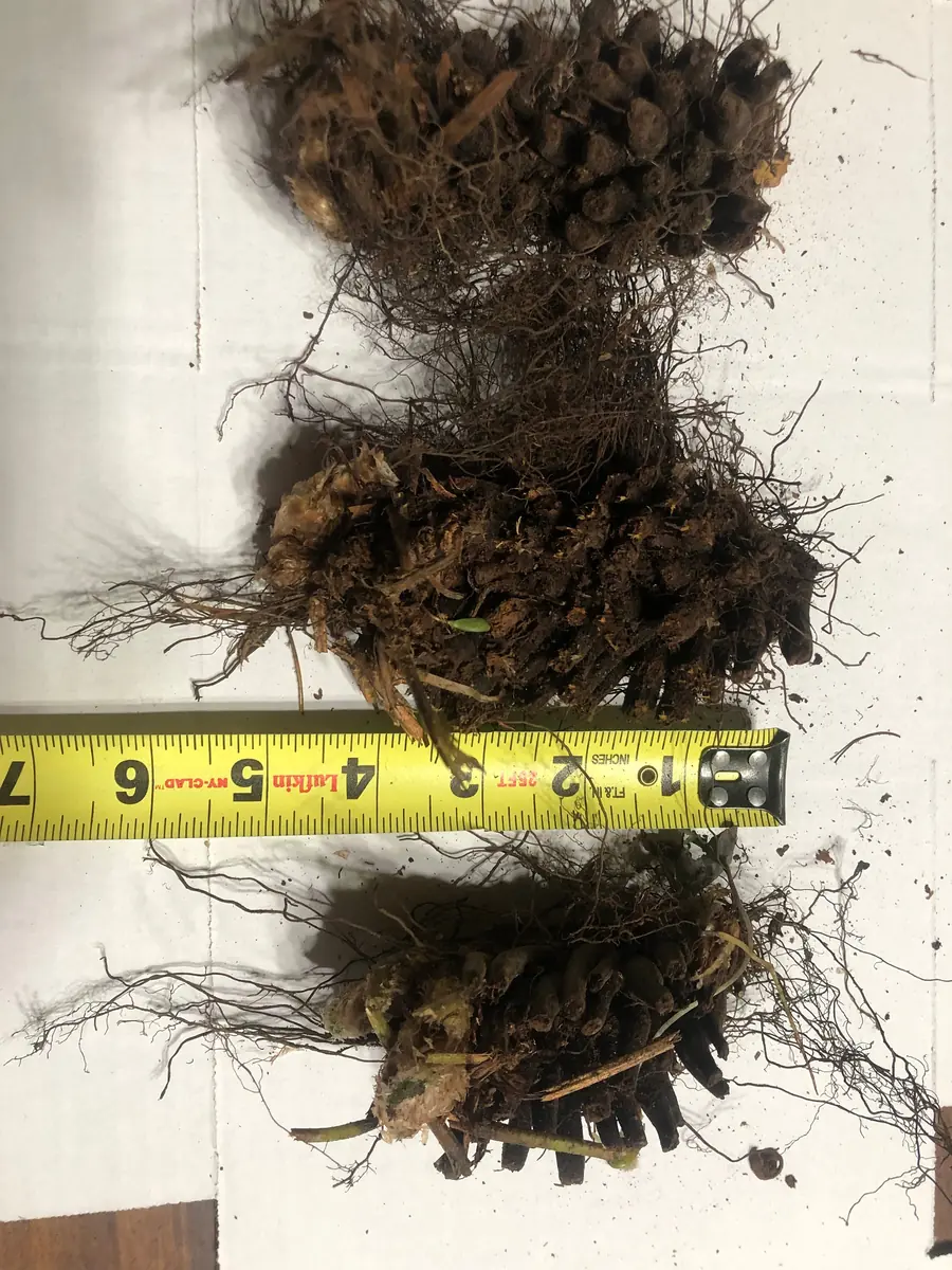 3 Christmas Fern Bare Root Plants (Polystichum Acrostichoides) - Outdoor Evergreen Shade Plant - Image 5