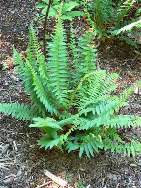 3 Christmas Fern Bare Root Plants (Polystichum Acrostichoides) - Outdoor Evergreen Shade Plant - Image 1