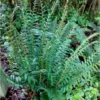 3 Christmas Ferns Polystichum Acrostichoides Bare Root Plant - Evergreen Perennial Shade Garden - Image 1