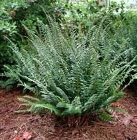 3 Christmas Ferns Polystichum Acrostichoides Bare Root Plant - Evergreen Perennial Shade Garden - Image 2