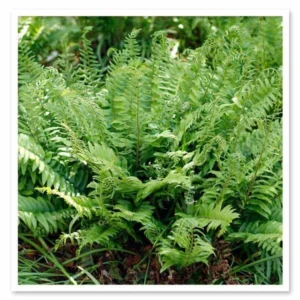 3 Christmas Ferns Polystichum Acrostichoides Bare Root Plant - Evergreen Perennial Shade Garden - Image 3