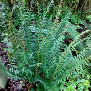 3 Christmas Ferns Polystichum Acrostichoides Bare Root Plant - Evergreen Perennial Shade Garden - Image 1