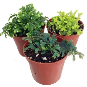 3 Club Moss Plants - Selaginella Live Plants - 2 inch Pots for Terrariums & Fairy Gardens - Image 1