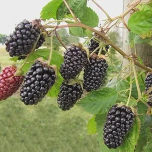 3 Columbia Star Thornless Blackberry Starter Plugs - Live Plant - Image 2