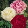 3 Cotton Candy Peony Mix Bareroot Plants - Karl Rosenfield, Sarah Bernhardt, Shirley Temple - Image 1
